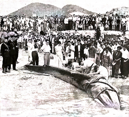 圖十二、當年幼鯨於香港仔被研究人員量度及解剖的情況。
相片鳴謝: Spectrum, No. 4, May 1955